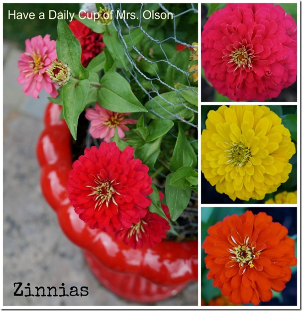 Zinnias