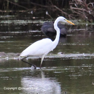 Great White Egret