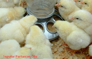 Panduan Umum Cara Budidaya Ayam Kampung