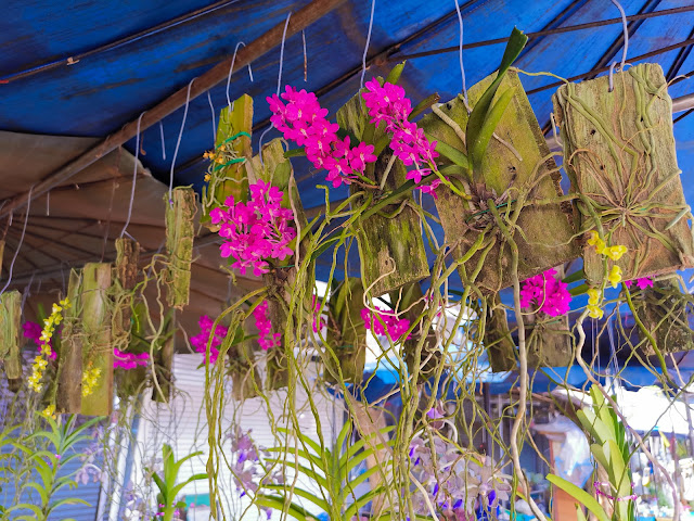 Wild orchid in Chatuchak plant and flower market