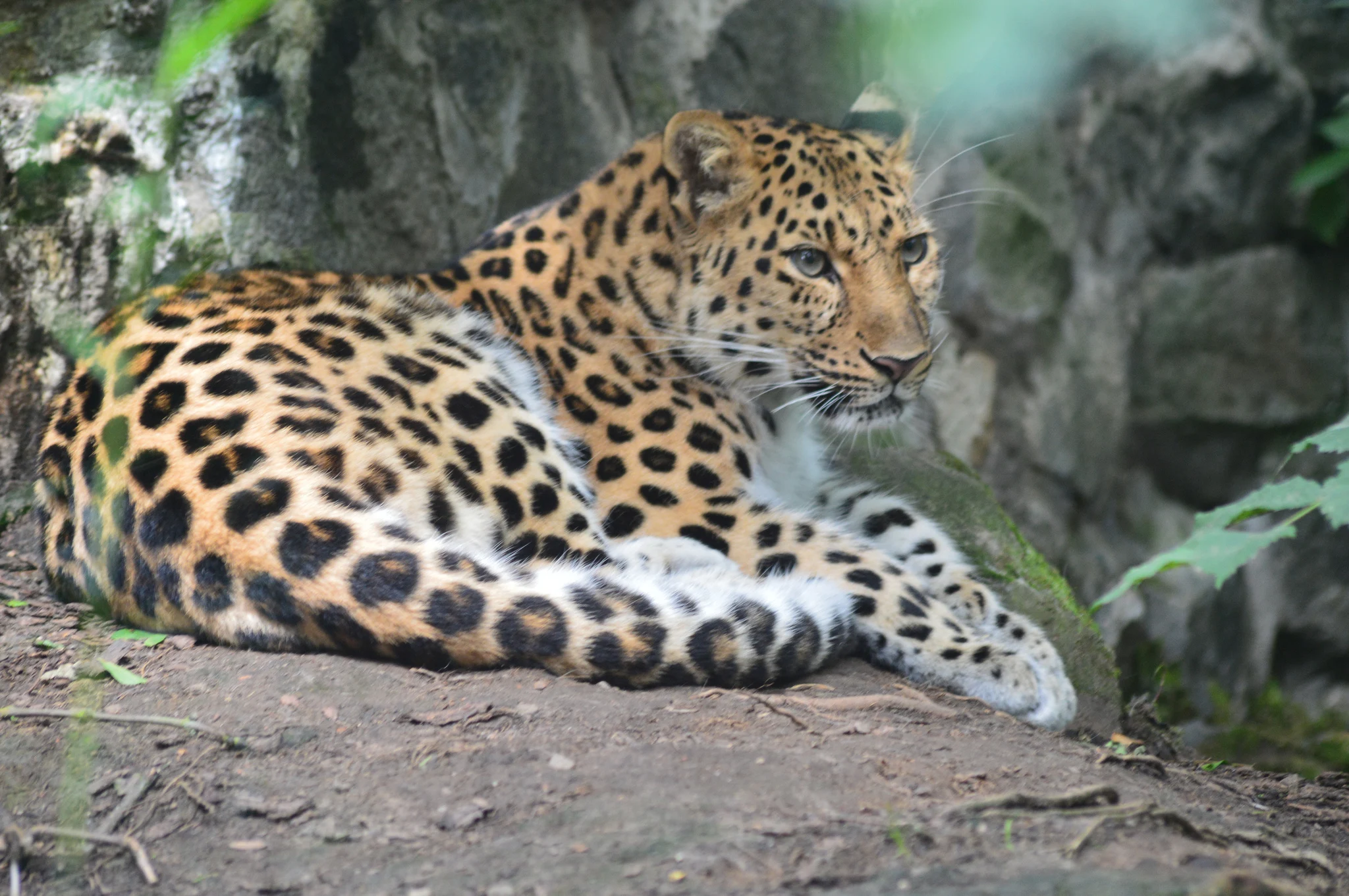 Edinburgh Zoo UK