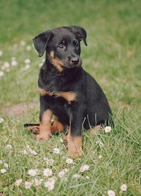 Beauceron Puppy Picture