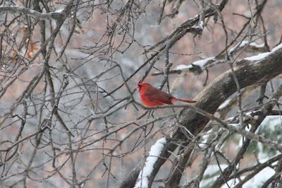 a Christmas cardinal, Mr.  Red Bird