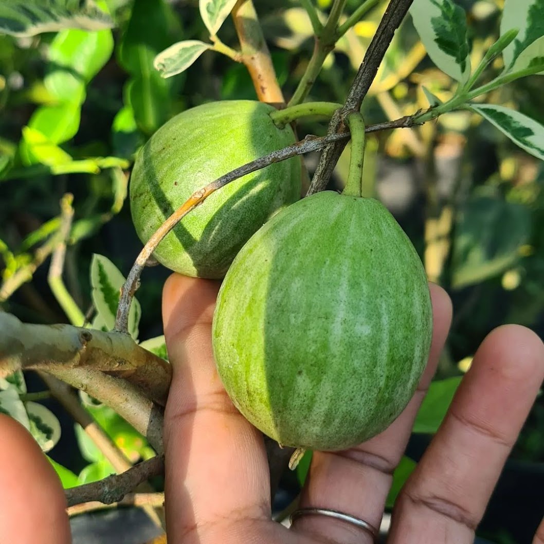 bibit jambu variegata cirebon