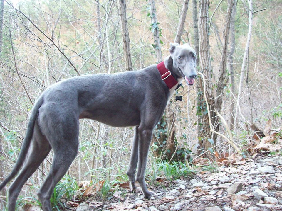 Download Epi y Teo ,una buena de galgos: El galgo gris