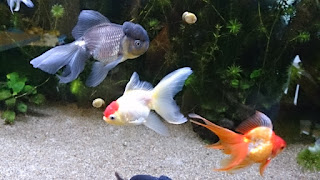 趣味の金魚アクアリウム 色揚げ飼料の効果 その２