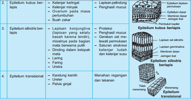 Jenis Jaringan  Epitel Struktur Dan  Fungsinya  Berbagi 