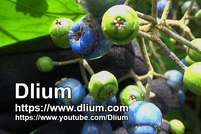 Dlium Gigil hydrangea (Hydrangea febrifuga)
