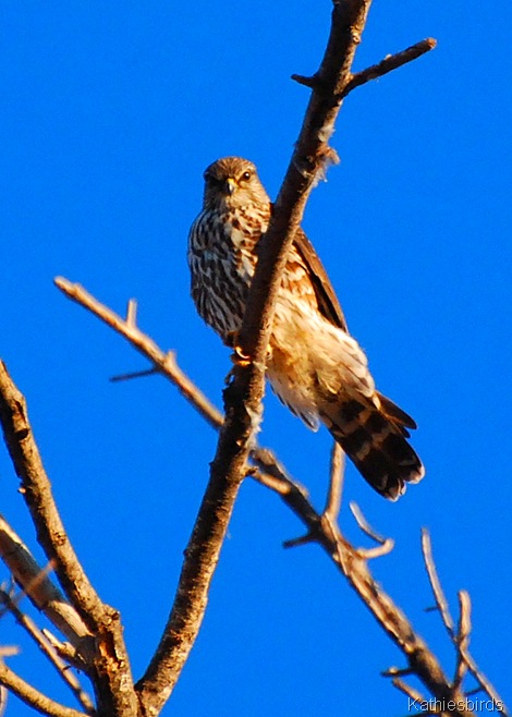 18. merlin-kab