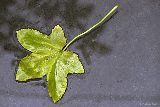 A Minimal Art Photograph of a Leaf fallen on wet ground post a rain shower.