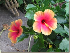 Hibiscus flowers 001