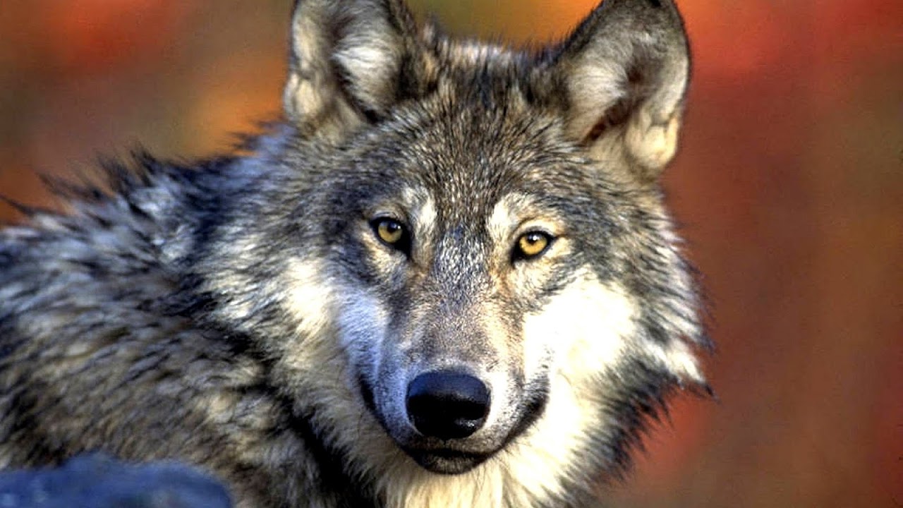 History of wolves in Yellowstone Danger