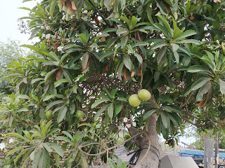 Pohon Bintaro (Cerbera Manghas)