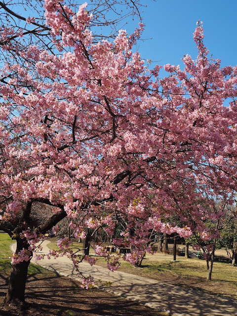 Sakura in Inokashira Park