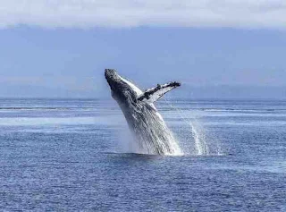 blue whale, पृथ्वीवरील सर्वात वजनदार प्राण्यांची यादी येथे आहे, animals