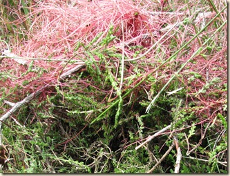20100616 BHW dodder & heather 003b