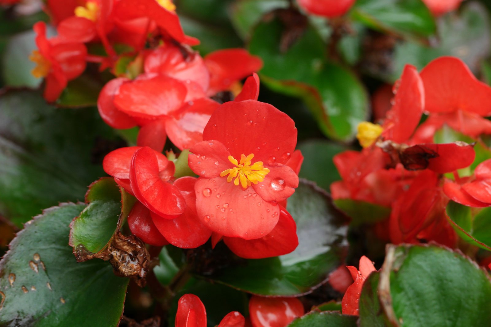 Begônia-cerosa ou Begonia semperflorens Azedinha-do-brejo, Begônia, Begônia -de-jardim