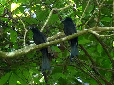 Greater racket-tailed drongo, Dicrurus paradiseus