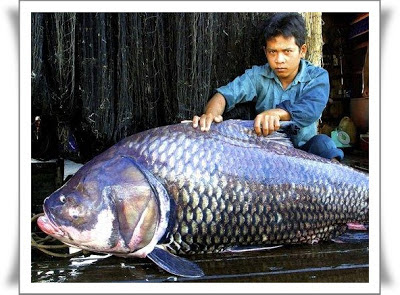 Ikan Mas