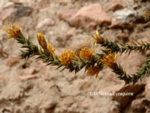 flor de  Chuquiraga kuschelii