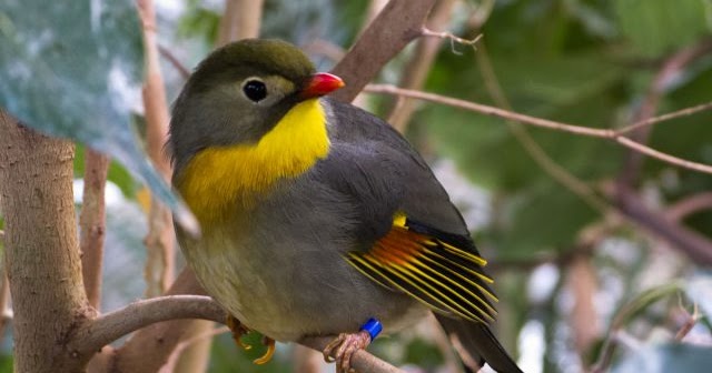 Harga Burung Robin Terbaru Agustus 2018
