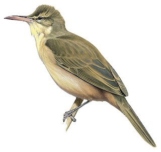 extinct birds Carricero de Aguijan (Acrocephalus nijoi)