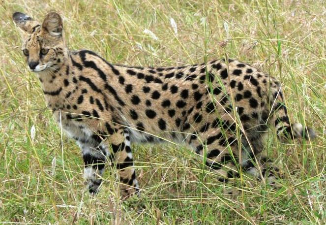 Savannah Cat