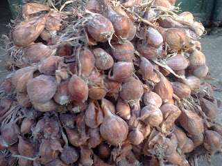  Jual Bibit Bawang Merah Lokal