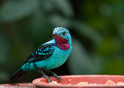 Fotos e imágenes muy bacanas de animales, flores y paisajes