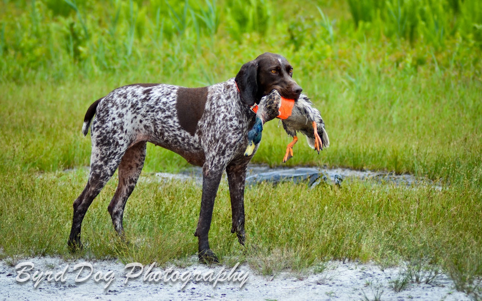 Adventures of a GSP Hunting Dog: The Unseen Dangers of Duck Work