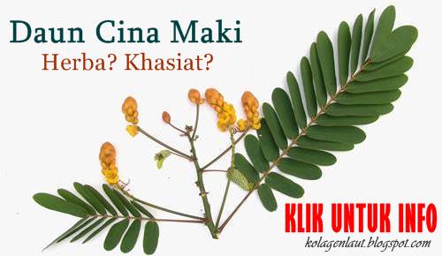 herba daun senna cina maki