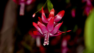 christmas cactus