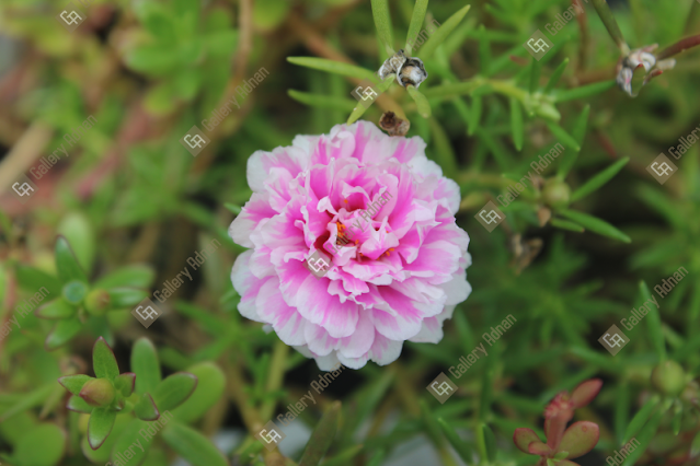 beautiful, beauty, bloom, flower, fresh, garden, green, leaf, natural, nature, plant