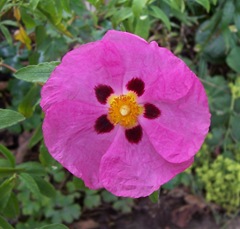 Cistus