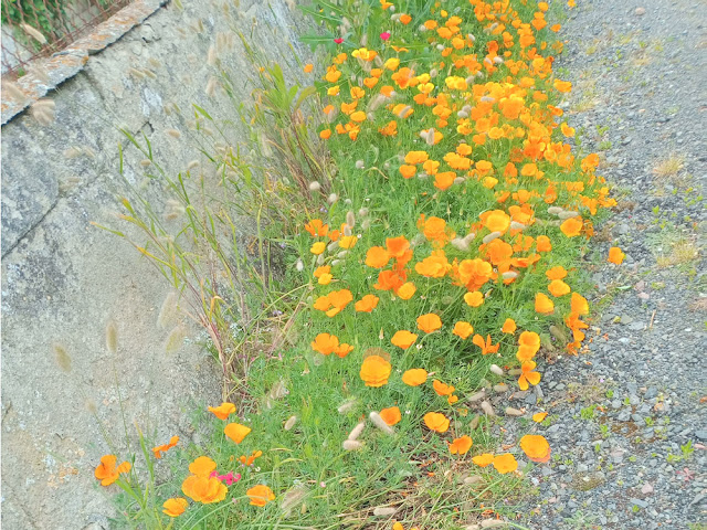 Californian poppies, Indre et Loire, France. Photo by Loire Valley Time Travel.