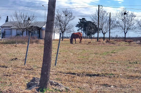 Resultados sobre la encuesta de proyecto para regular equinos en vía pública