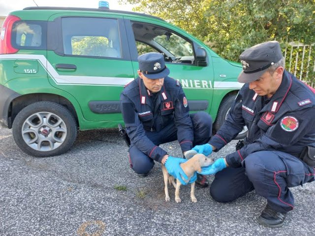 Maltrattamento di animali: 26 cani sequestrati dai Carabinieri Forestale