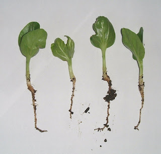 four Baobab Seedlings