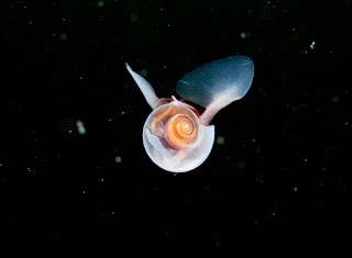 Foto Hewan Laut yang Unik