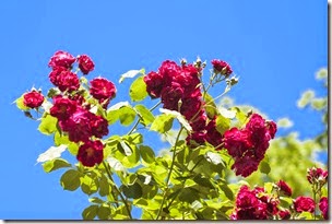 Jardin botanico-36