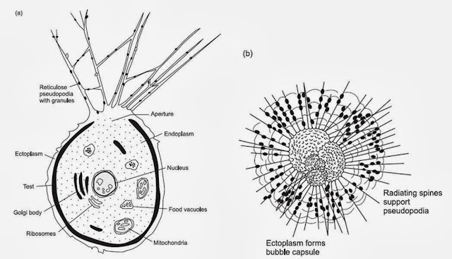 (a) Foraminifera benthonik unilocular dan (b) Foraminifera planktonik multilocular (Amstrong dan Brasier, 2005)