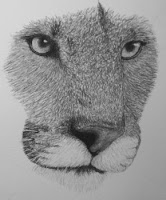 cougar drawing in progress