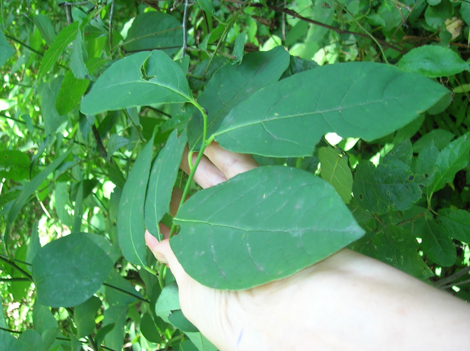 Totally Sustainable: Edible Wild Plants - Lindera benzoin