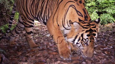 Harimau Terkam Lembu Warga Timbang Lawan Kabupaten Langkat