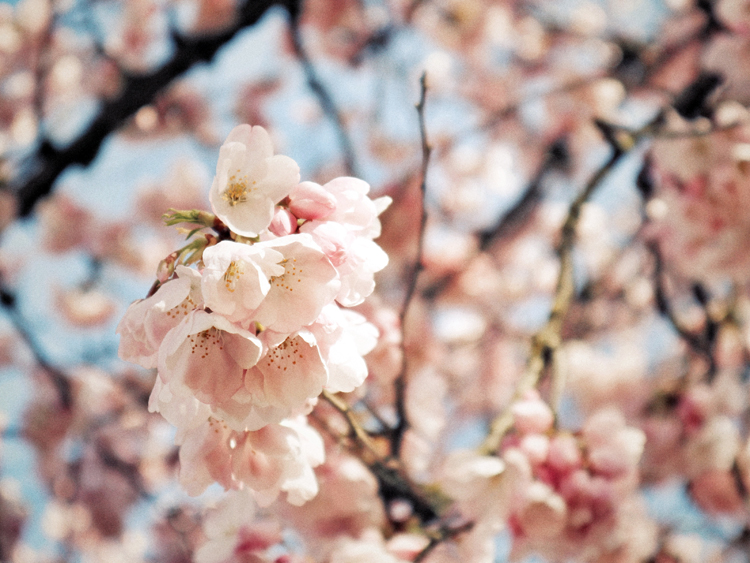 Cherry Blossoms in Portland, Oregon