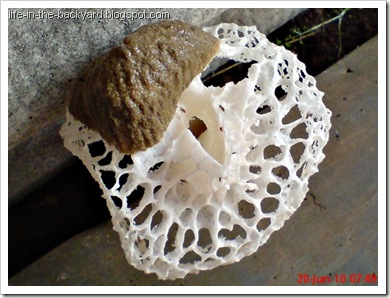 weird white mushroom_jamur ular 7