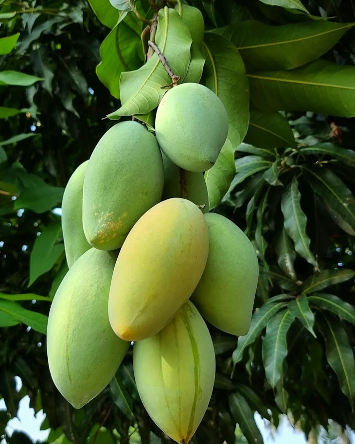 bibit mangga okyong tanaman buah hemat super unggul Sawahlunto