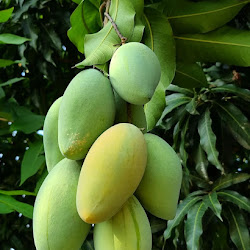 Bibit Mangga Okyong Bisa Cepat Berbuah Dalam