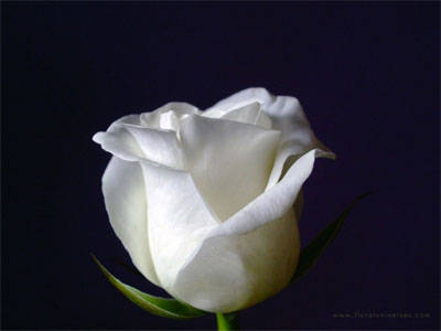A white rose symbolizes innocence and purity. When combined with red roses