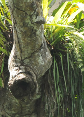 Large Forest Gecko (Gekko smithii)